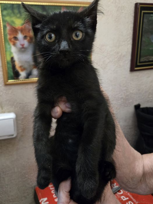 Продам не дорого