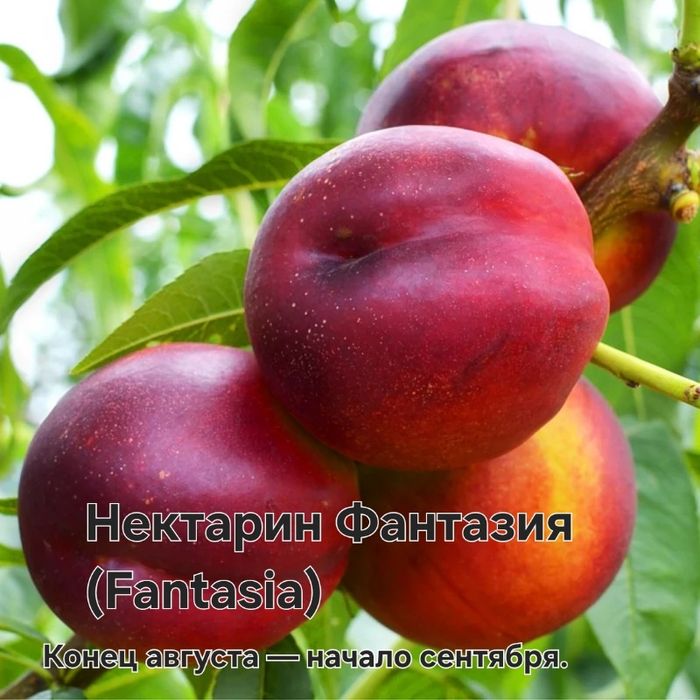 Саженцы ассортимент для даму посадит