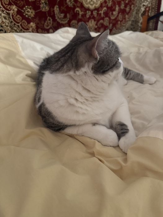 Отдам кота в хорошие руки