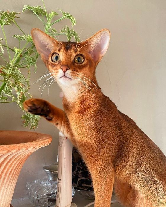 Абиссинские Котята. ДОСТАВКА