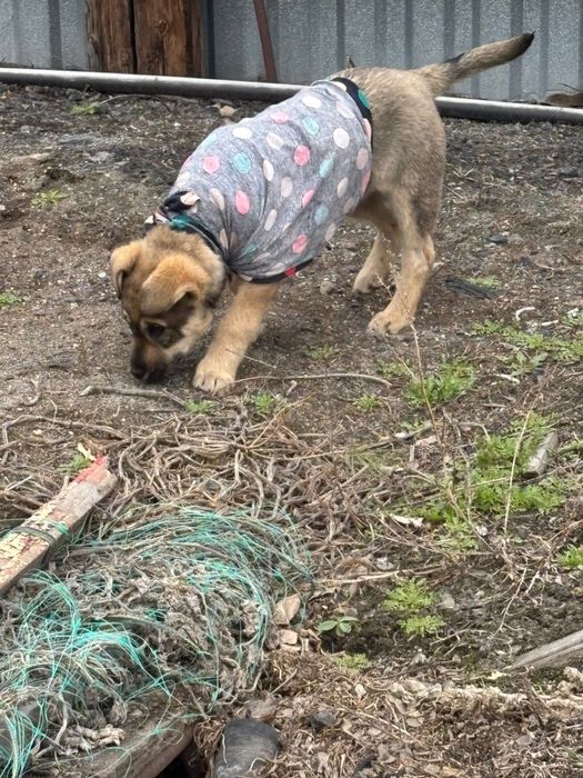 Классная девчонка ищет дом