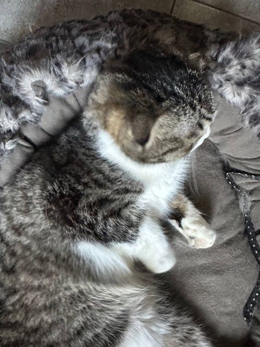 Продаётся кошечка породы Scottish Fold (шотландская вислоухая)