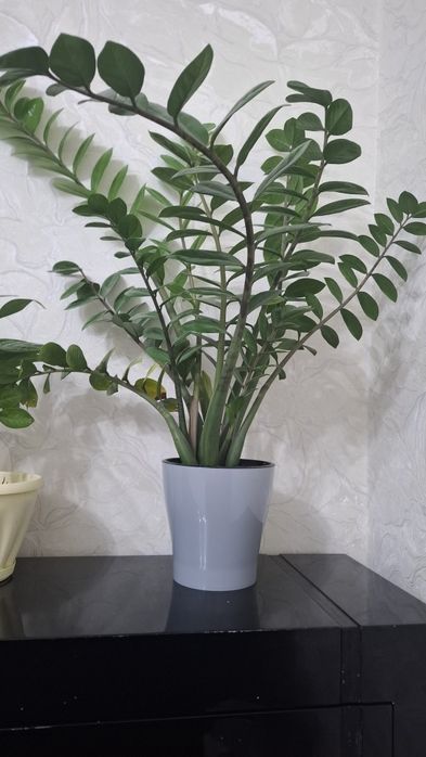 Название этого цветы -доллар