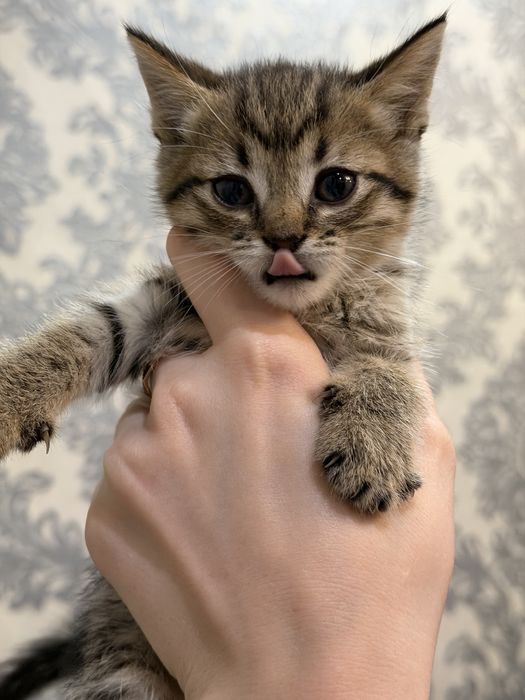 Котята британцы