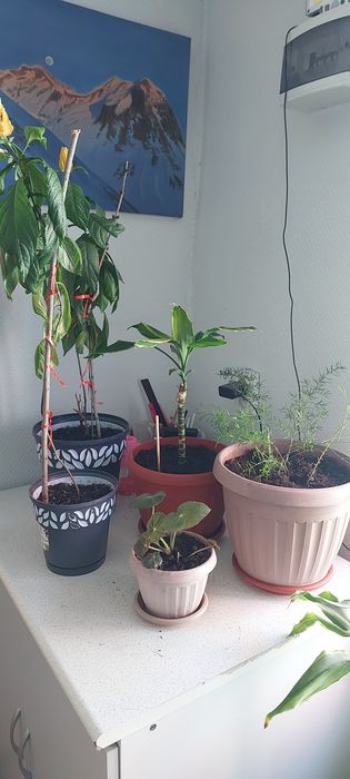 Продам комнатные цветы