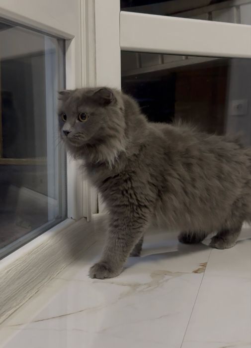 Продаётся вислоухий длинношерстный мальчик,