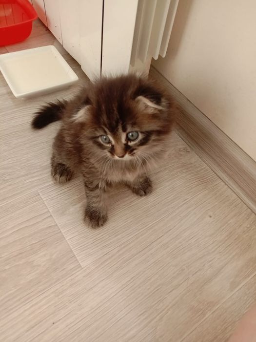 Шотландские котята