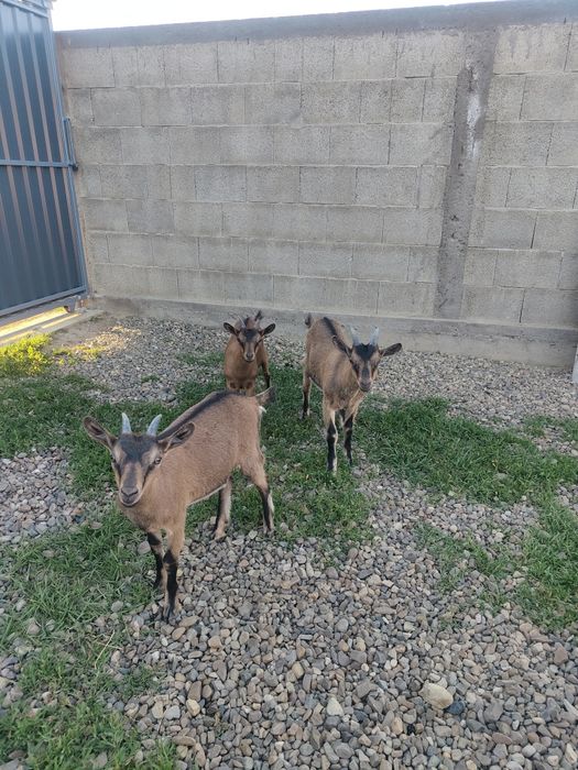 Vând ieduță alpină franceză