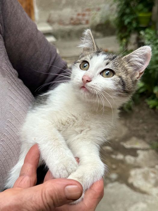 3 котенца търсят нов дом