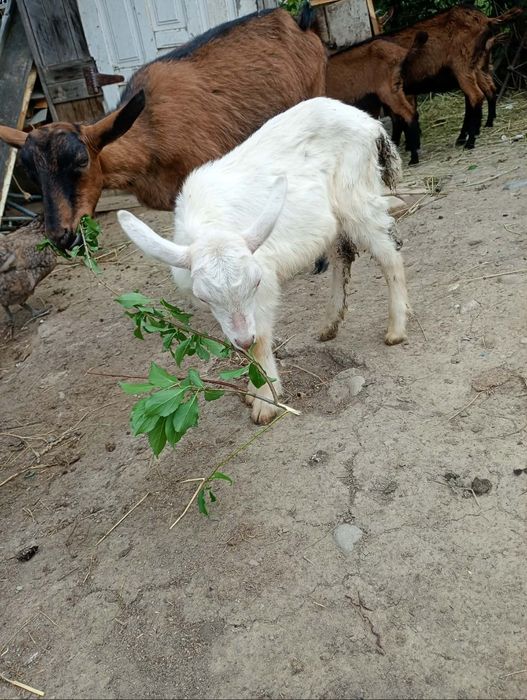 Vând iadă  alpin și ied sannen