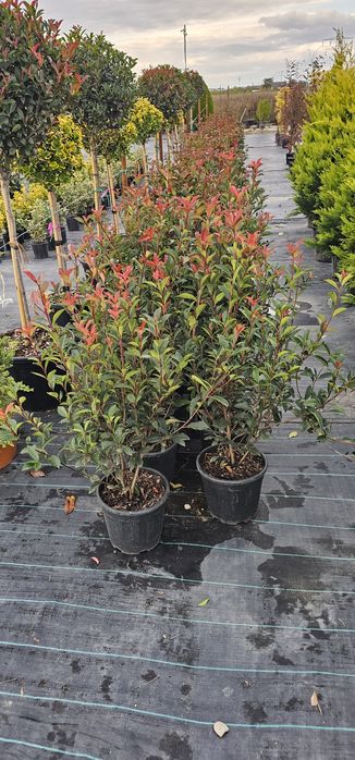 Cupressocyparis leylandii  - Photinia red robin  -