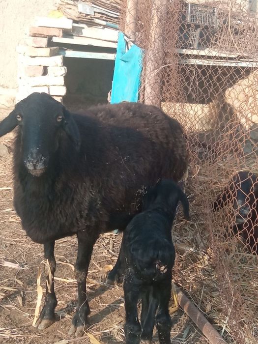 Она бола куй сотилади хисори куй