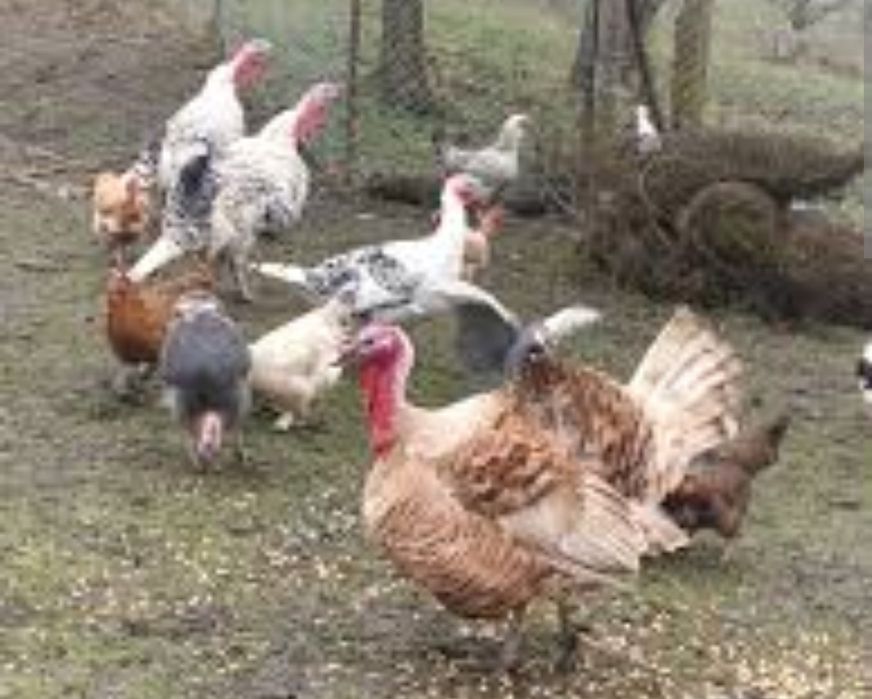 Vând curcani și curci!