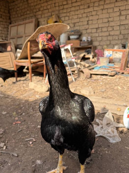 Dakan tovuq tuhumlari