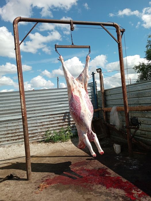 Забой скота лошадей, КРС.