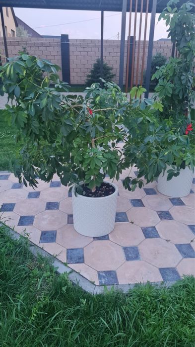 Комнатные цветы