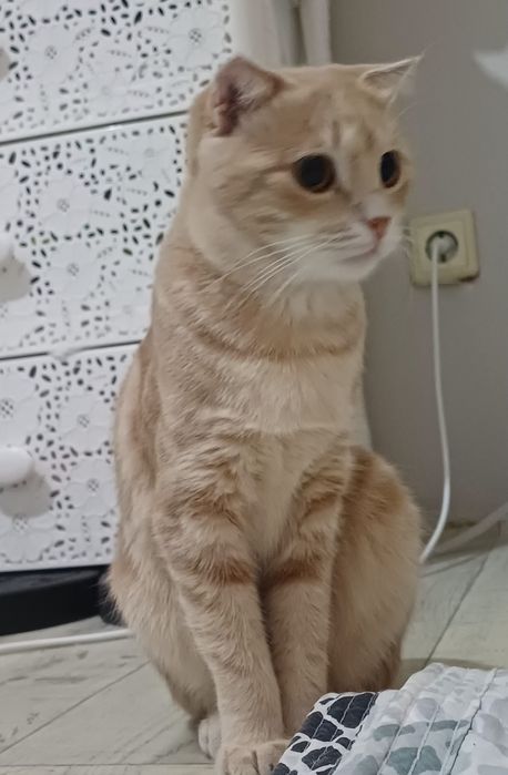 Отдам в добрые руки