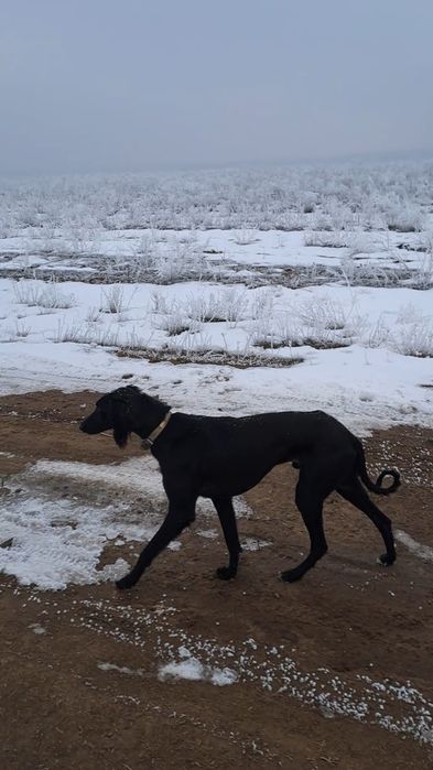 2 жасар арлан тазы