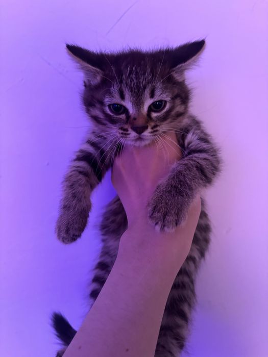 котята бесплатно.