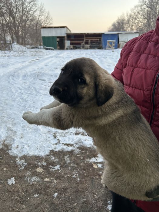 Щенки Тобета крупные