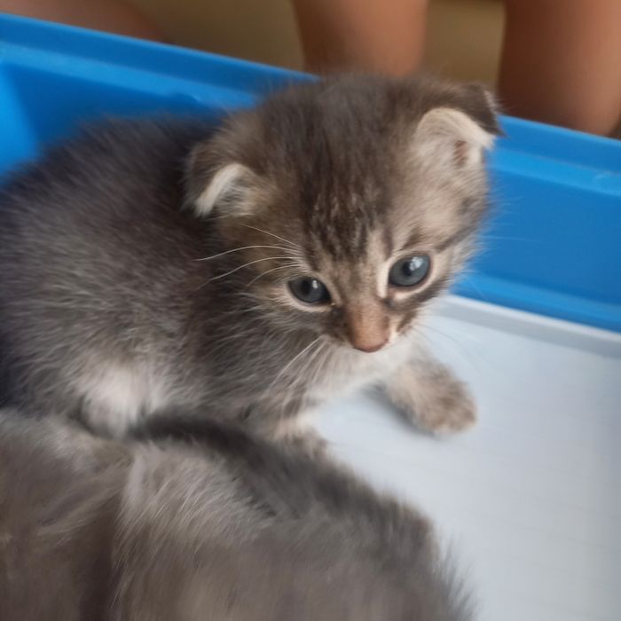 Вислоухая девочка 1 ,5 месяц