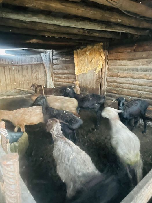 Қошқар тоқтылар бар.