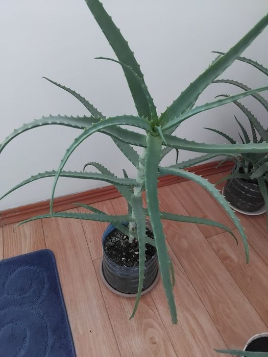 Алоэ столетник 5 лет.