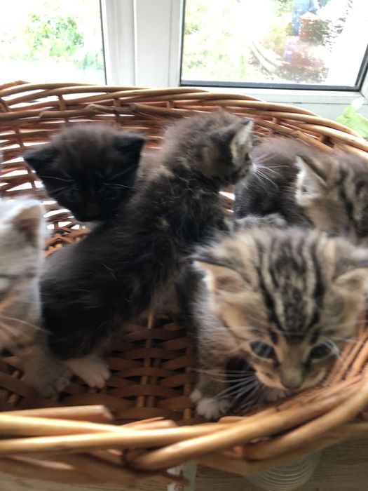 Котята в добрые руки