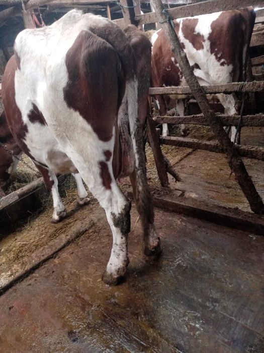 Vând vacă Red Holstein