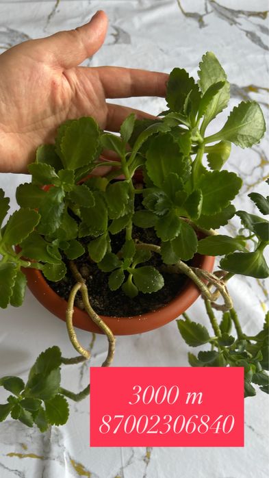 Цветы недорого сатамын