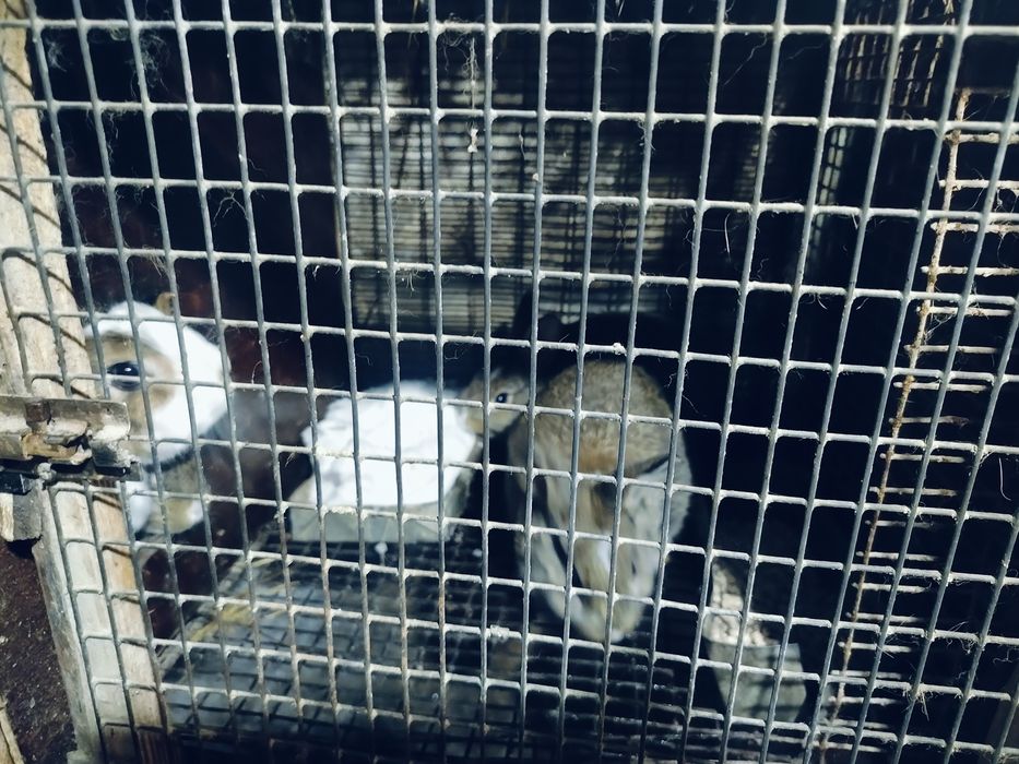 Продам кроликов смешаные