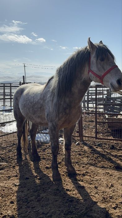 Айғыр сатылады, 8 жасар