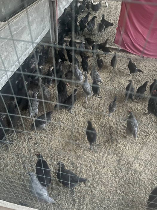 Jojalar sotiladi srochno