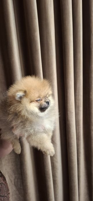 Băiețel pomeranian cu pedigree