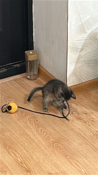 Котенок мальчик серый отдам в хорошие руки