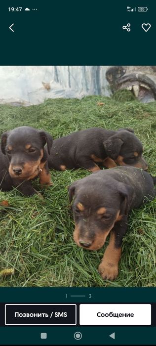 Немецкий ягдтерьер