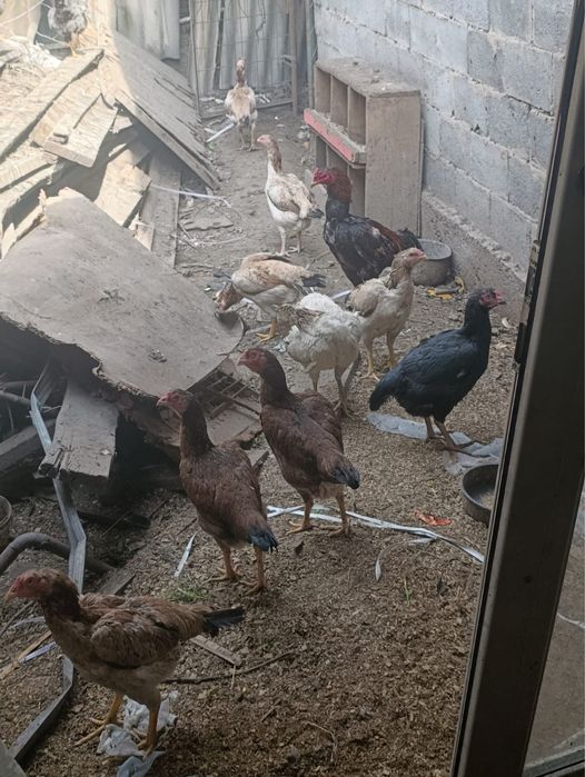 Даканы продаю только продажа