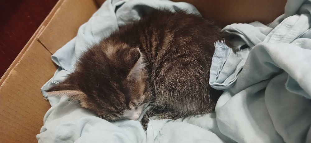 Отдам котенка 1 месяц