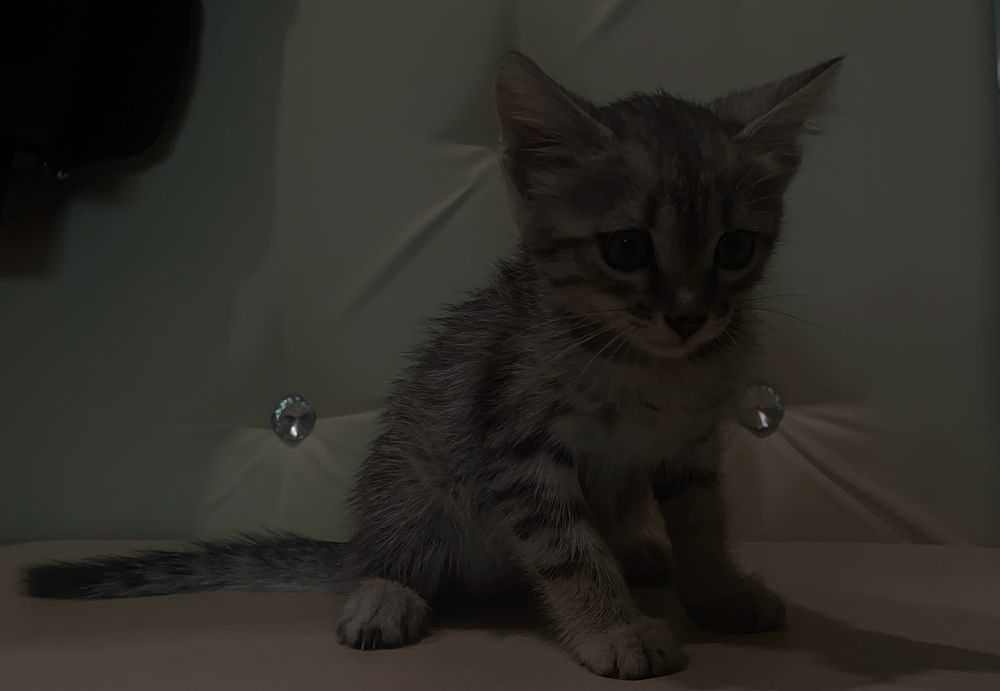 Котенок девочка