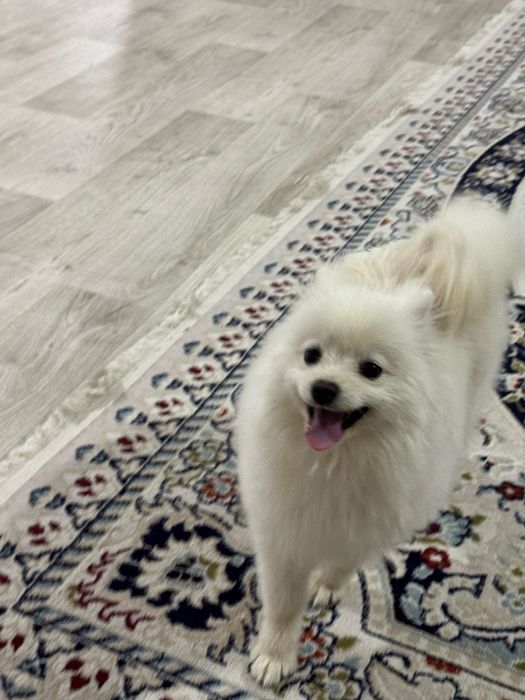 Срочно продам померанский шпиц