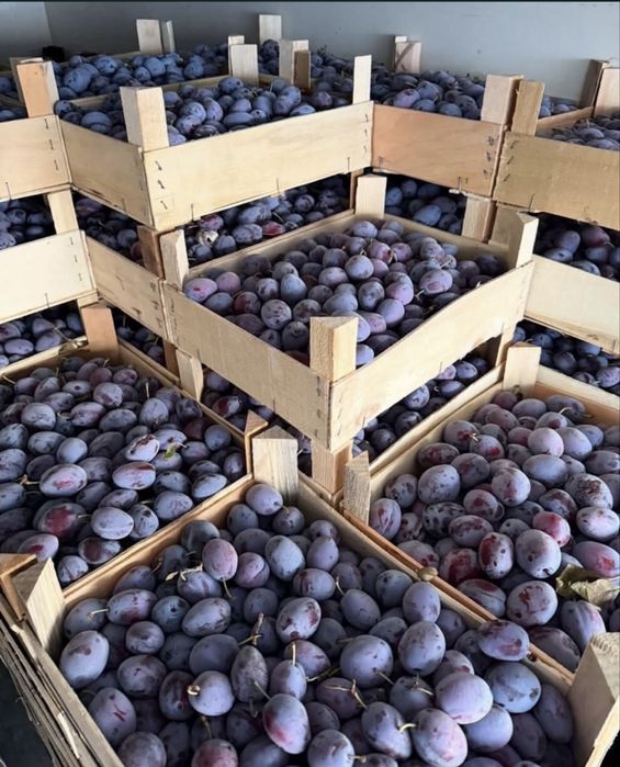 Prune pentru țuică