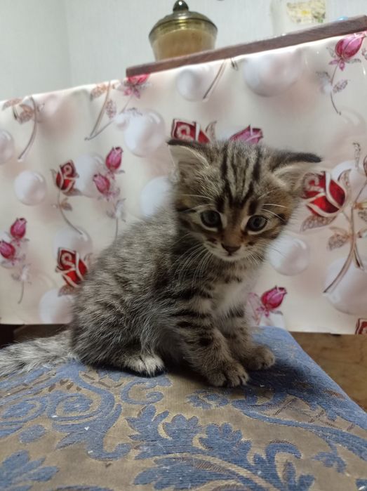 Кошечка 1,5 месяцев.