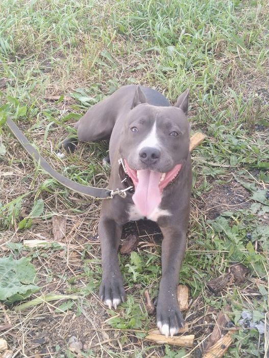 Питбуль на вязку