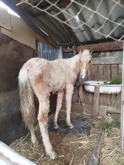 Продается жеребец