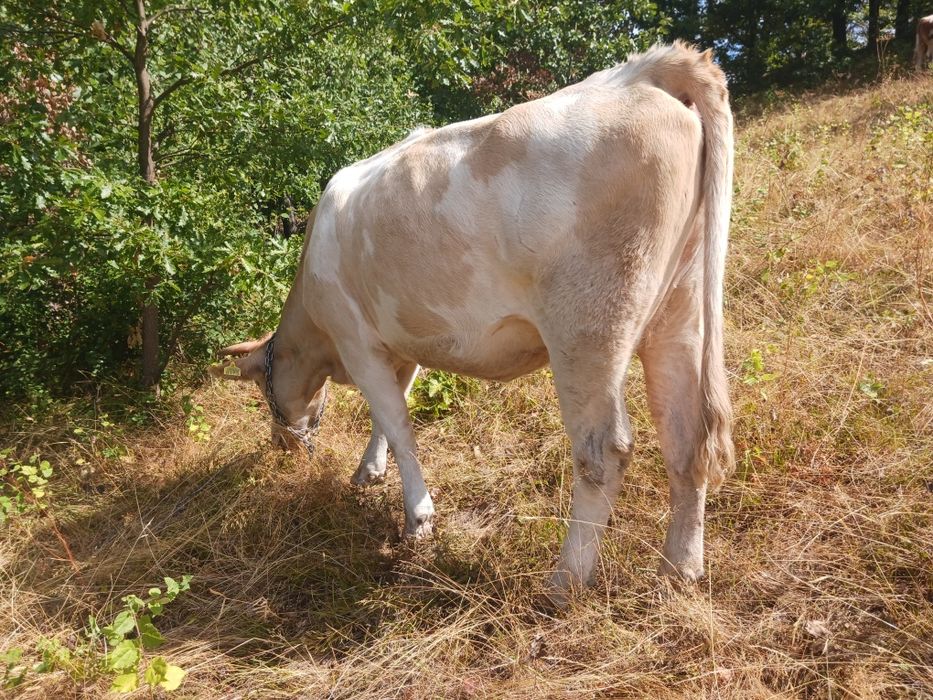 Vând vacă tânără de trei ani,gestantă