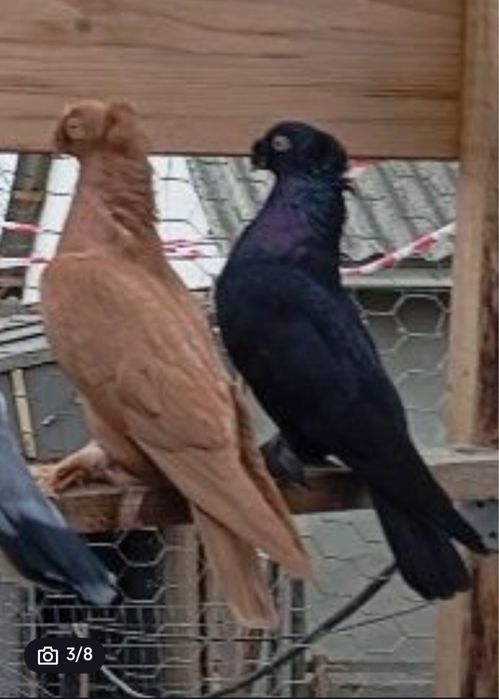 Vand jucatori de botosani