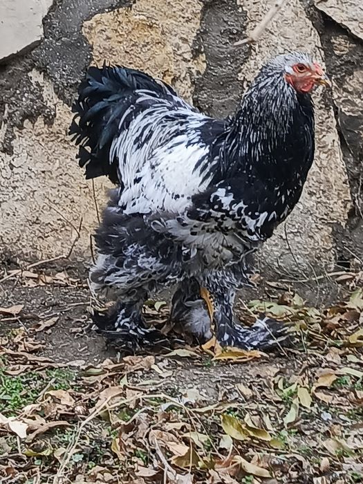 Brama xoʻroz sotiladi