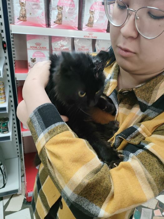 Кошечка ищет дом