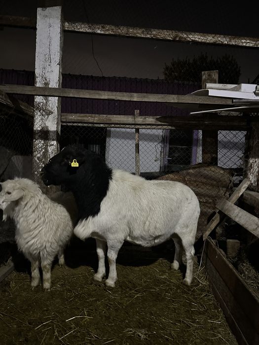 Продам племенного барана Дорпер