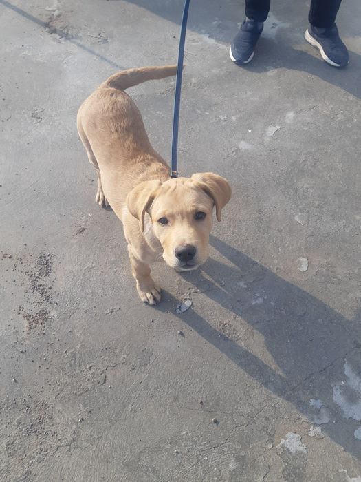 Тозза Лабрадор 3 ойлик